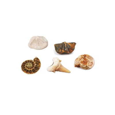 MAGNOIDZ Fossil Dig Kit Sensory Toys JETTPROOF Calming Sensory Clothing Inspired by Jett 